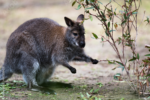 Tree kangaroo eating green leaves in a zoo