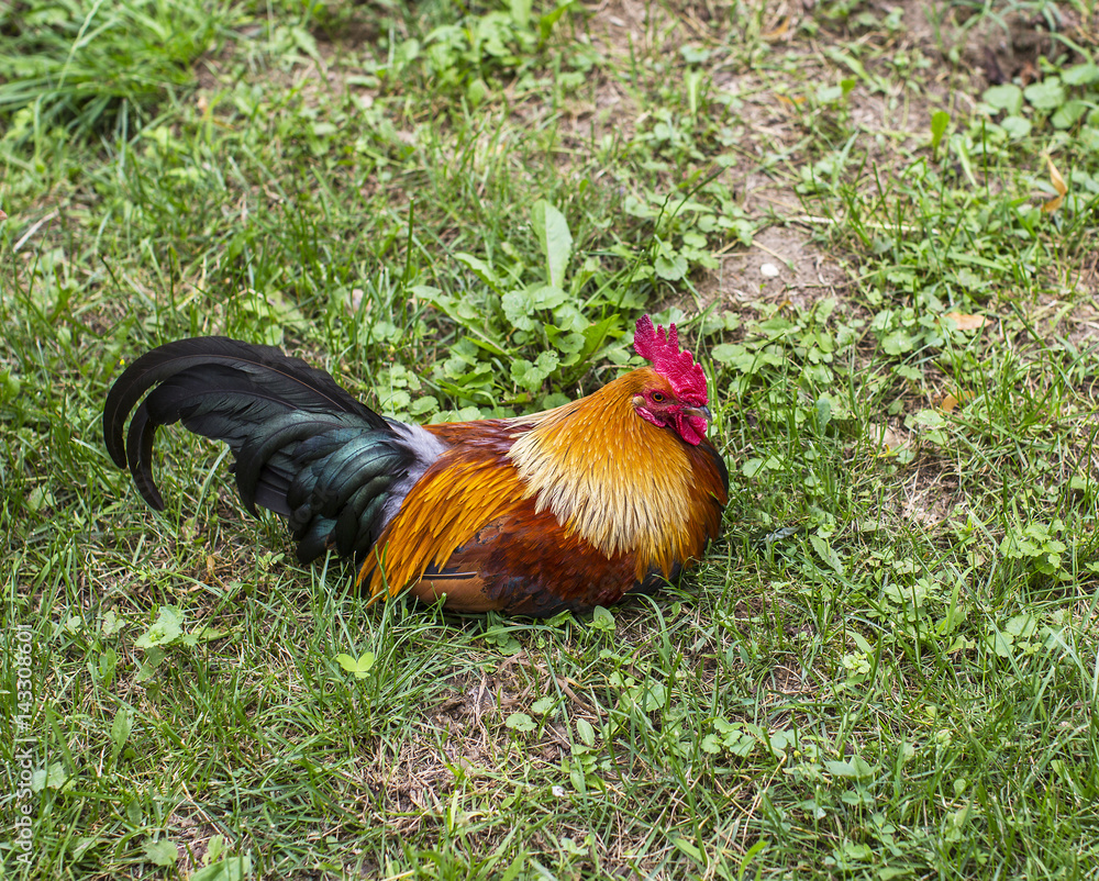 Fototapeta premium Beautiful colorful decorative rooster sitting in grass