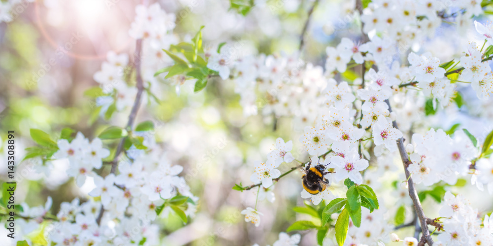 Naklejka premium Bee on cherry blossoms