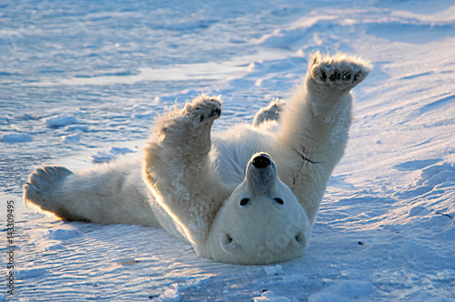 Canvas Print Polar bear awakens and stretches in Churchill, Manitoba, Canada