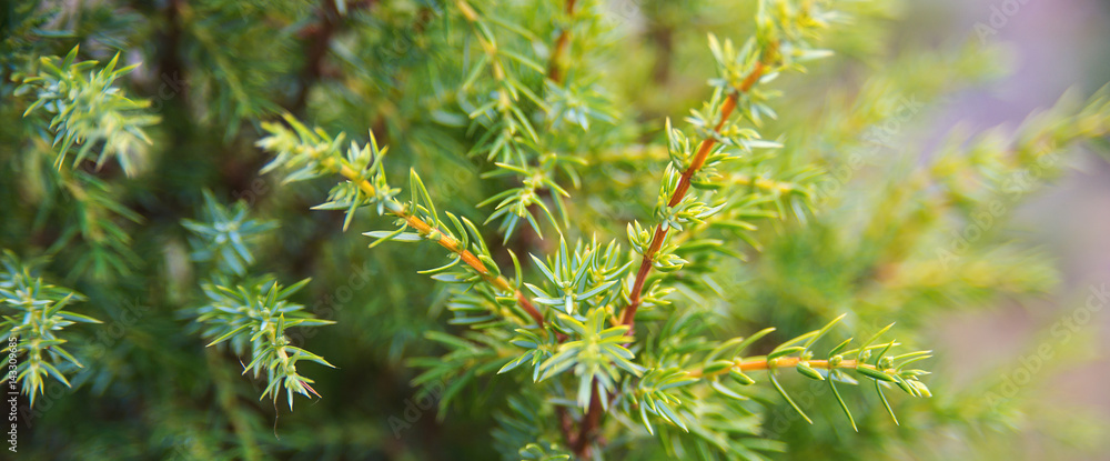 Brightly green prickly branches of a fur-tree or pine. Brightly green prickly branches of a fur-tree or pine.