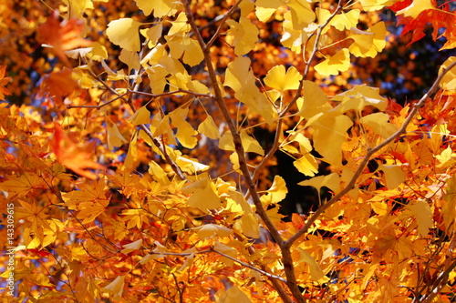 Autumn ginkgo and maple leaves
