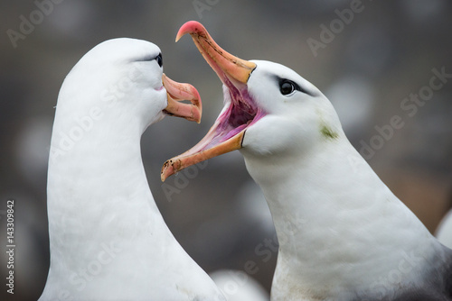 Black-browed Albatross Greeting, Falkland Islands photo