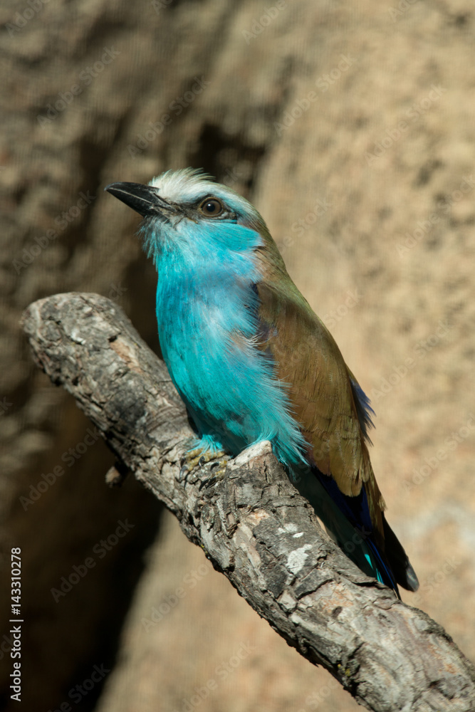 Fototapeta premium Racket-tailed Roller