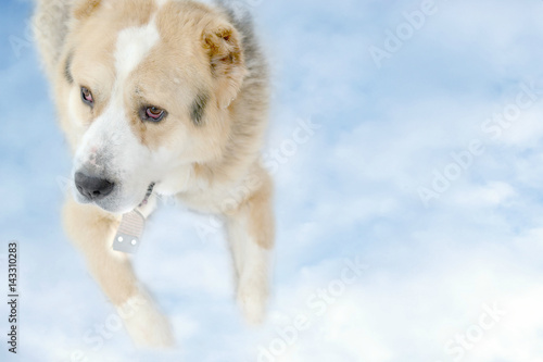 Creative dog portrait among clouds and sky