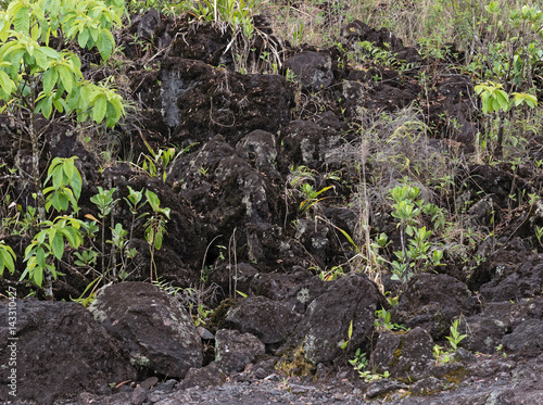 Pioneer plants on a lava field at el arenal in Costa Rica