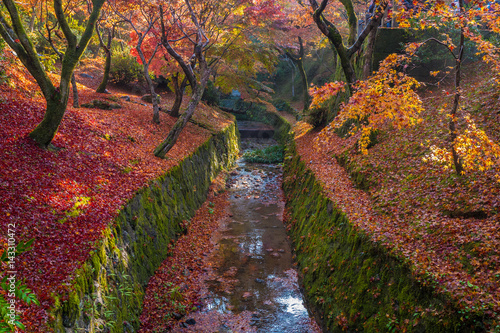 Autumn leaves canal in Tofukuji temple