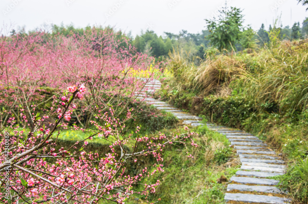 Countryside road in spring Countryside road in spring