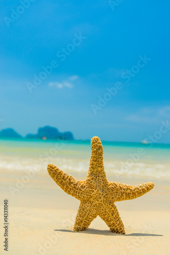 Starfish on the beach on a sunny day