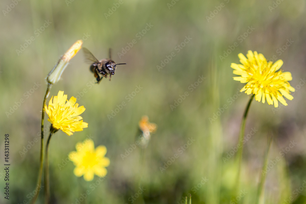 Bees carrying pollens from flowers Bees carrying pollens from flowers