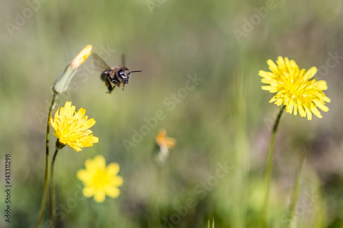 Bees carrying pollens from flowers © erol savci