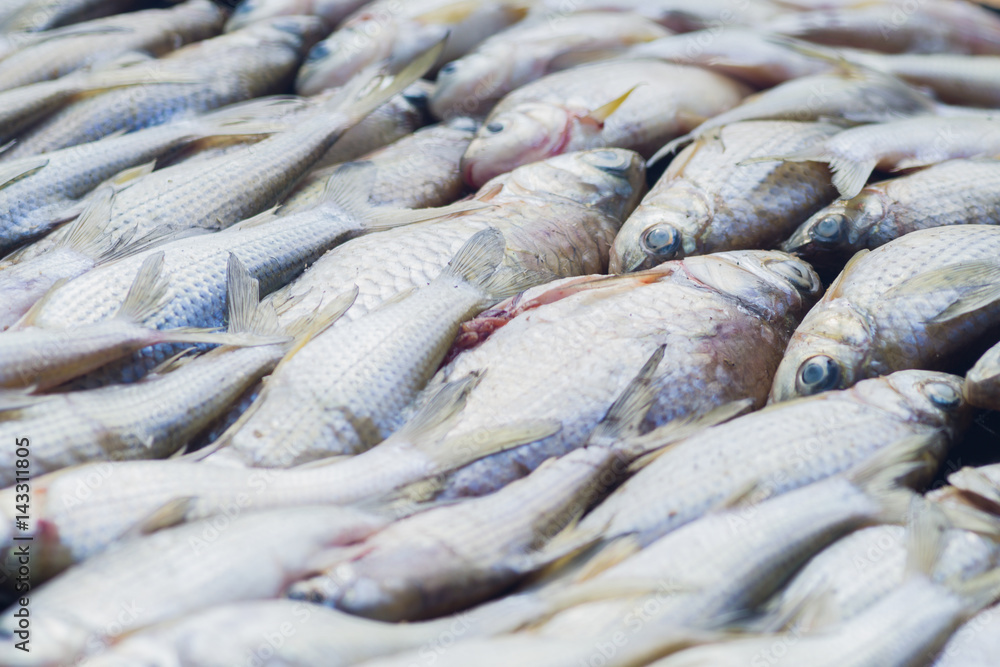 fish food close up fish drying in the steel grating 