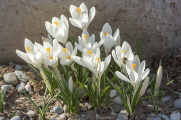 Wandcirkels Krokussen Witte krokussen in de moestuin  © sichkarenko_com