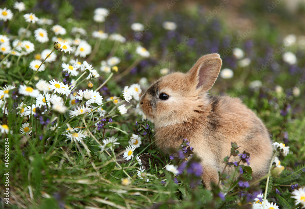 Fototapeta premium Śliczny króliczek królik w kolorowej łące