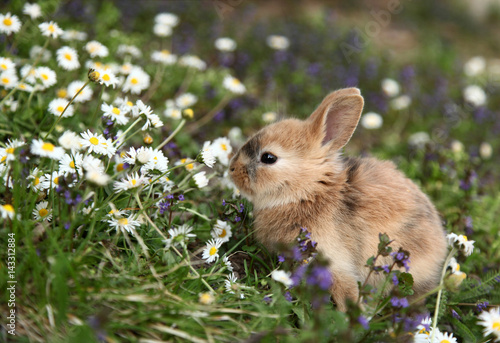 Cute bunny rabbit in colorful meadow
