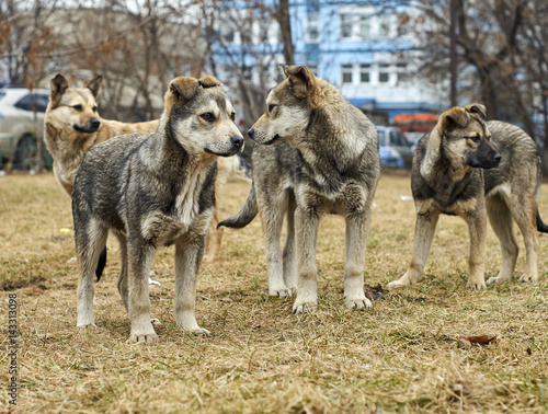 Homeless mongrel dogs © Georgy Dzyura
