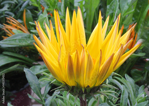 gazania flower in the garden