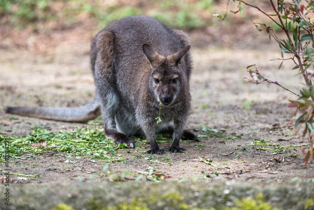 Tree kangaroo eating green leaves in a zoo Tree kangaroo eating green leaves in a zoo