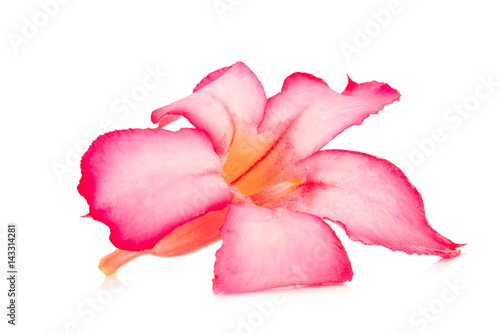 Wallpaper Mural  flower desert rose ro pink bigononia isolated on white background Torontodigital.ca