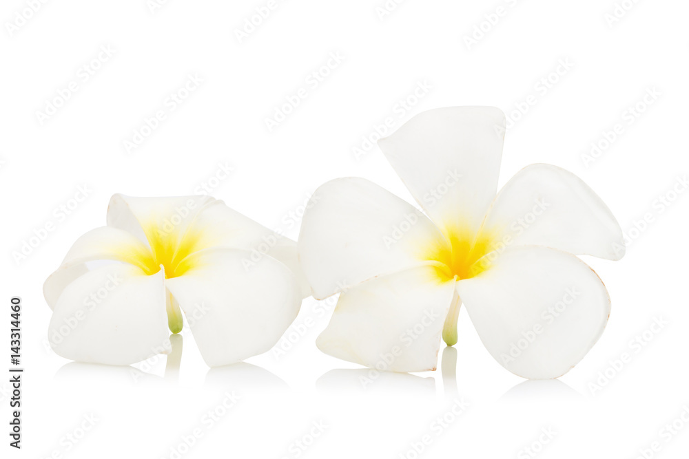 flower frangipani. plumeria. isolated on white background