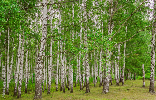 green birch grove