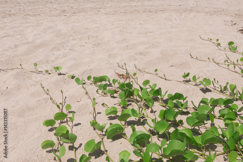 Ipomoea pes-caprae on sand beach.