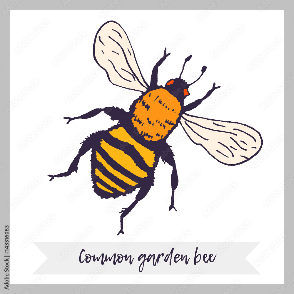 Fototapeta premium Vector bee illustration. Hand drawn ink sketch with bumblebee insect. Wild animal drawing with text and decorative frame and ribbon