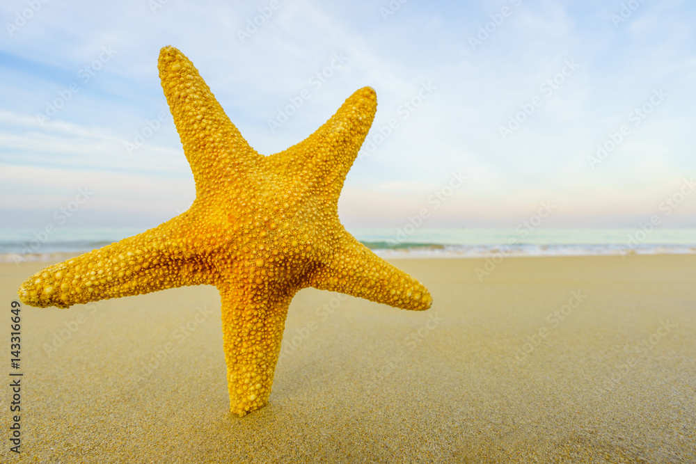 Starfish on the beach on a sunny day Starfish on the beach on a sunny day