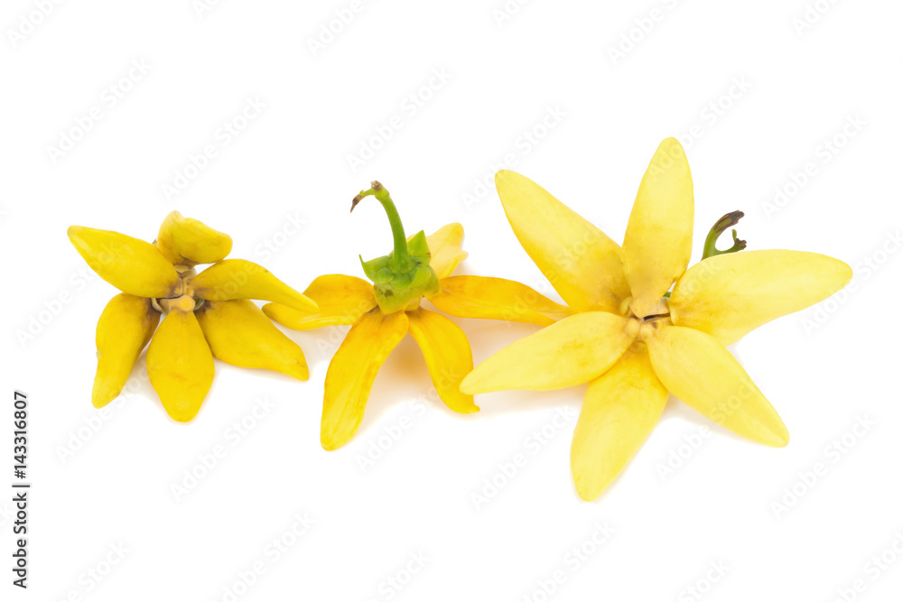 flower climbing ylang-ylang, climbing ilang-ilang, manorangini, hara-champa kantali champa isolated on white background