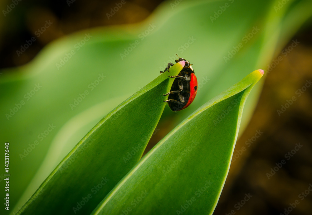 the side of wild red ladybug coccinellidae anatis ocellata coleoptera ladybird on a green grass the side of wild red ladybug coccinellidae anatis ocellata coleoptera ladybird on a green grass