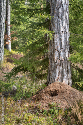 Large anthill in the pine forest in spring, destroyed by green woodpecker hunting for food in winter. Vertical image.