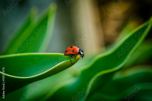the side of wild red ladybug coccinellidae anatis ocellata coleoptera ladybird on a green grass photo