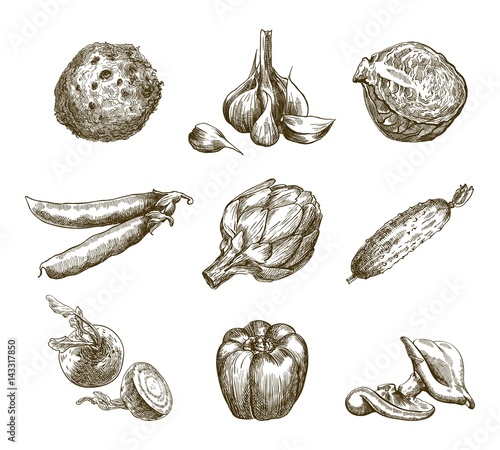 Set of vegetables. Harvesting