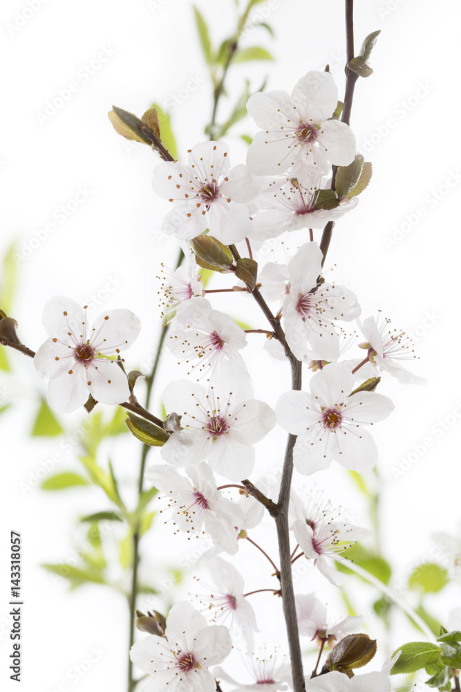 Fototapeta premium Blüten einer Blutpflaume (Prunus cerasifera Nigra)