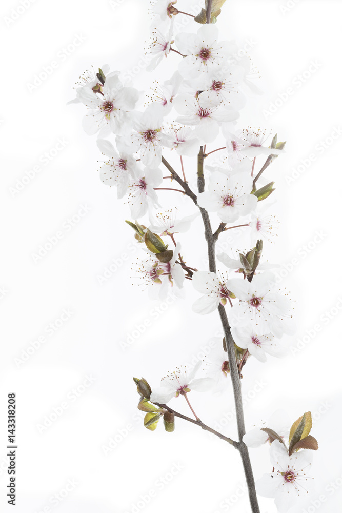 Blüten einer Blutpflaume (Prunus cerasifera Nigra) Blüten einer Blutpflaume (Prunus cerasifera Nigra)