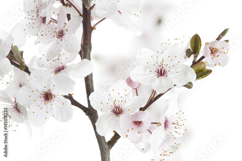 Blüten einer Blutpflaume (Prunus cerasifera Nigra) photo