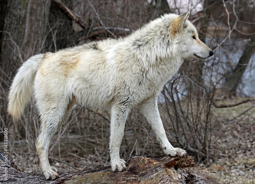 Gray Wolf  © imagindiana