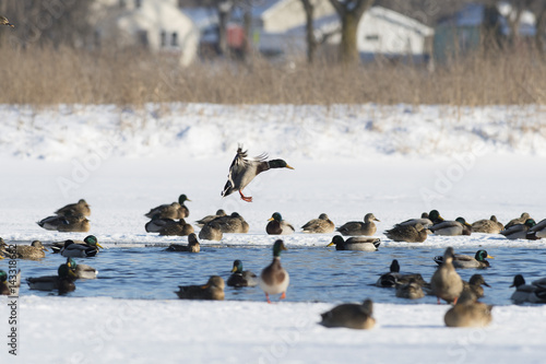 A flock of Mallard ducks on an ice covered pond