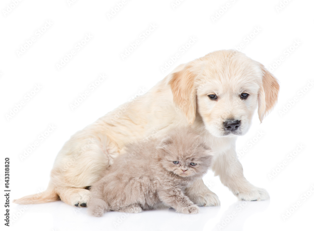 Golden retriever puppy and kitten sitting in side view together. isolated on white background