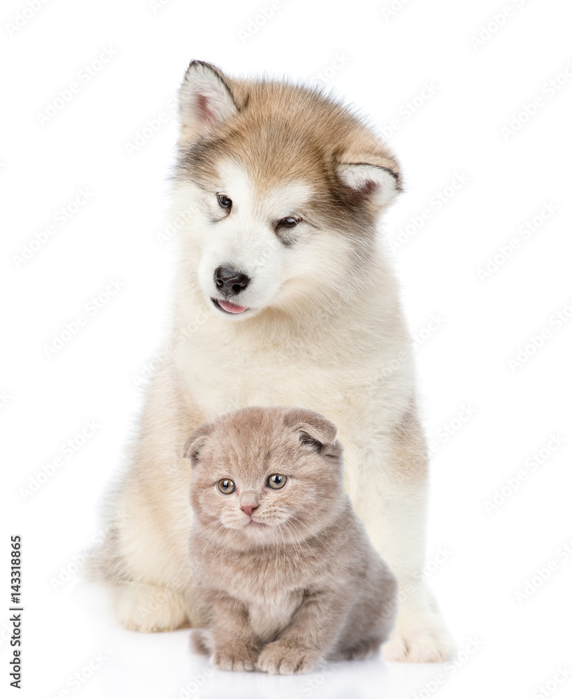 Fototapeta premium alaskan malamute dog and tiny kitten together. isolated on white background