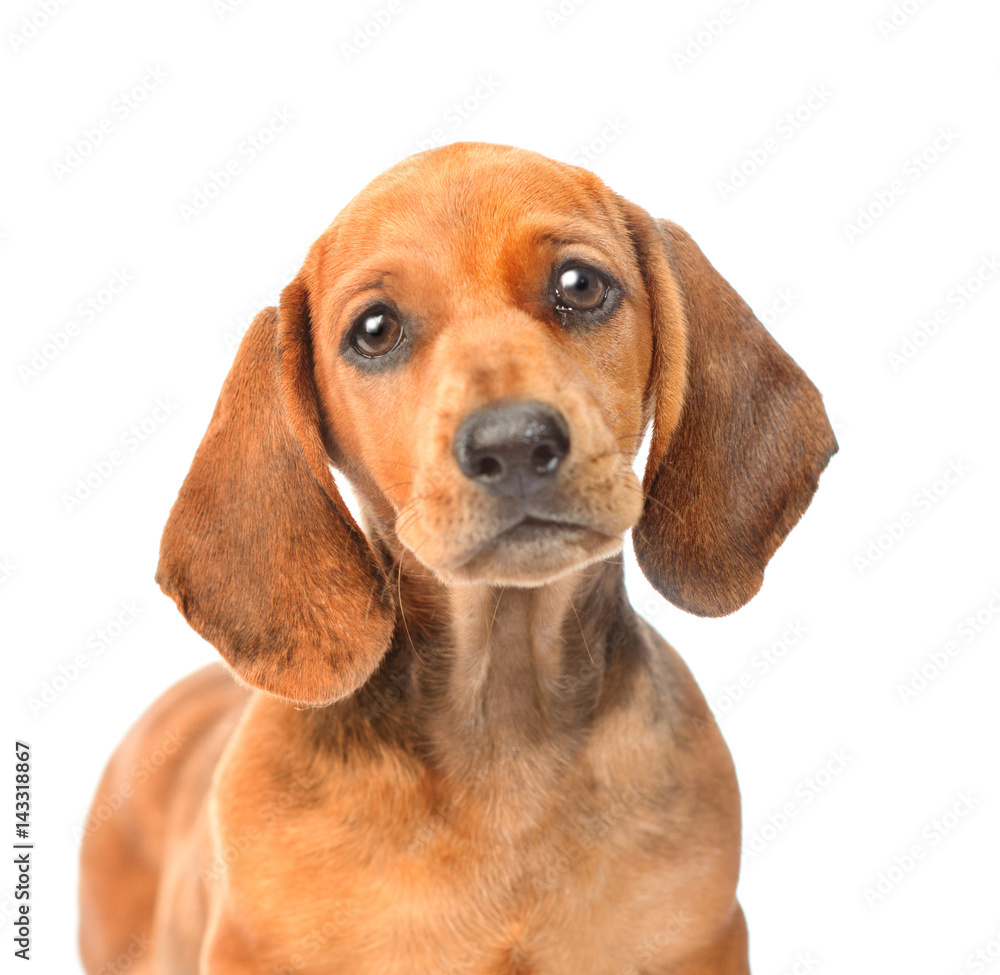 Sad dachshund dog portrait. isolated on white background