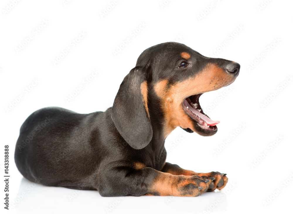 Black dachshund puppy sitting in profile with open mouth. isolated on white background