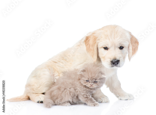 Golden retriever puppy and kitten sitting in side view together. isolated on white background