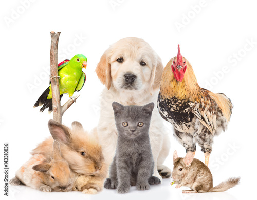 Group of domestic animals. Isolated on white background