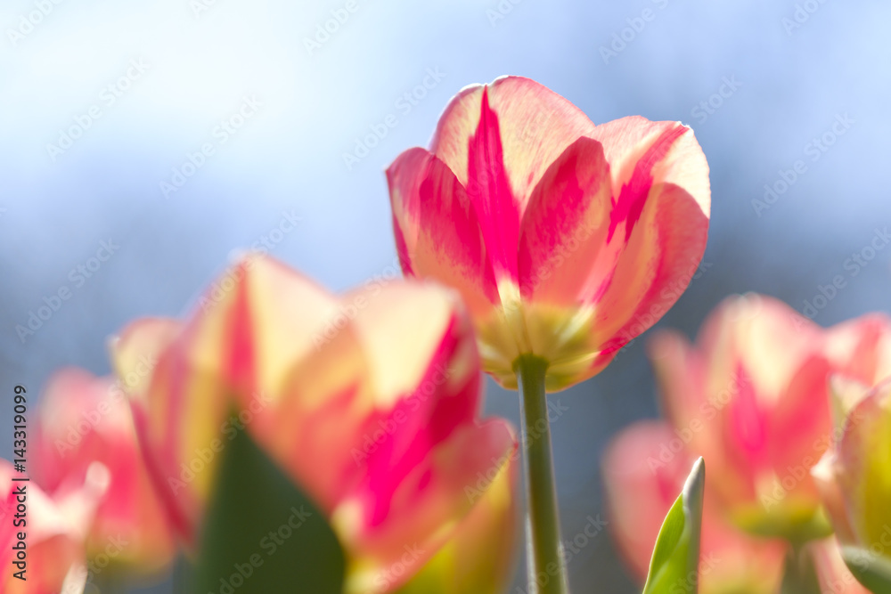 field pink white tulips blooming field pink white tulips blooming