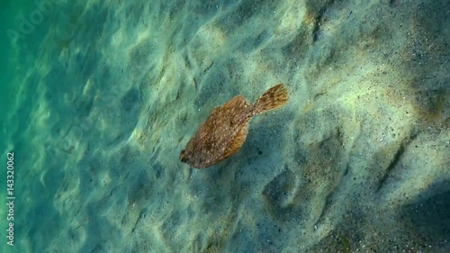 European flounder (Platichthys flesus luscus) floats in the water column. photo