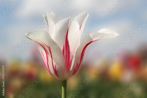 wei  -rot gestreifte Tulpenbl  te  Hintergrund Tulpenfeld soft