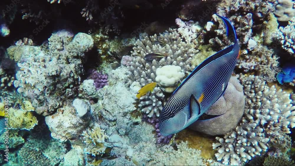 Amazing underwater world of coral and exotic fish. Fish surgeon swims by Amazing underwater world of coral and exotic fish. Fish surgeon swims by