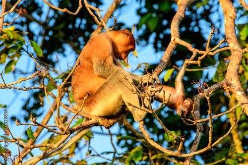 Photography Mother proboscis monkey inspecting her baby