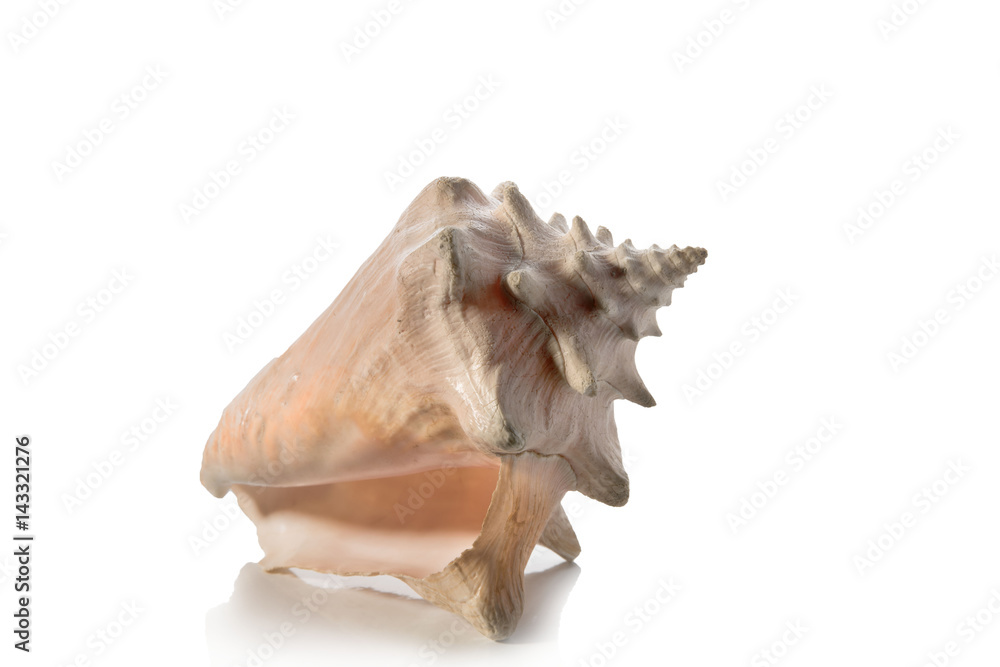 Sea shell on white background Sea shell on white background